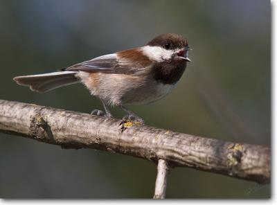 Chestnut-backed Chickadee