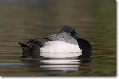 Greater Scaup