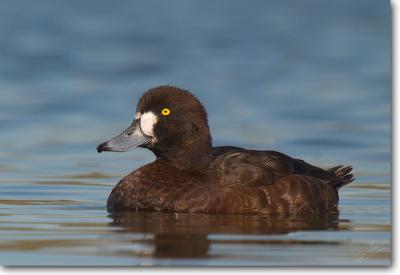 Greater Scaup