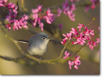 Blue-gray Gnatcatcher