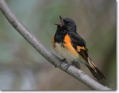 American Redstart