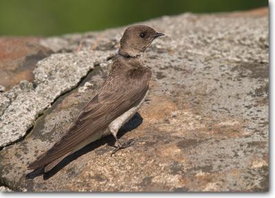 Norhern Rough-winged Swallow