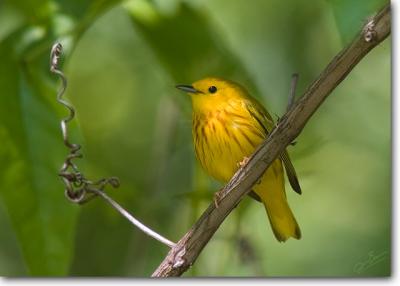 <!-- CRW_5260.jpg -->Yellow Warbler