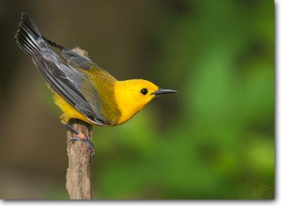 Prothonotary Warbler