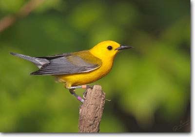 Prothonotary Warbler