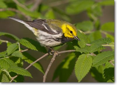 Black-throated Green Warbler