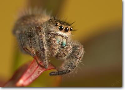 Phidippus princeps