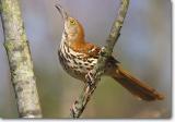 <!-- CRW_3292.jpg -->Brown Thrasher