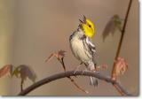 <!-- CRW_3495.jpg -->Black-throated Green Warbler
