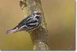 <!-- CRW_3503.jpg -->Black-and-white Warbler