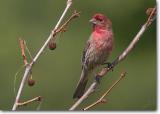 <!-- CRW_5158.jpg -->House Finch