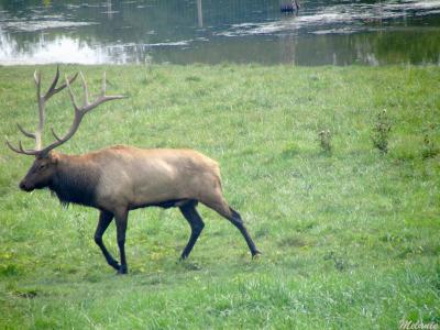 Dees Bull Elk.jpg(146)