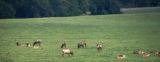 Elk herd.jpg(141)