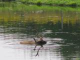 Elk in water.jpg(241)