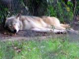Wolf through the fence.jpg(286)