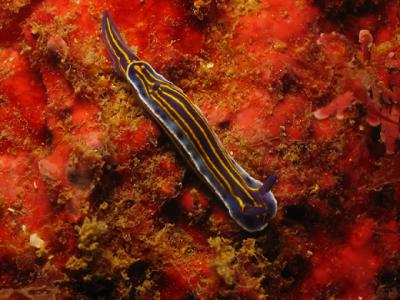 Nudibranquio