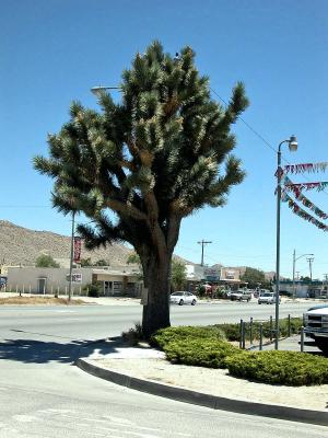 Joshua Tree