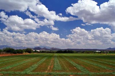 Harvest