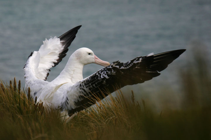 WanderingAlbatross5027.jpg