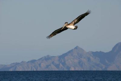 v3/34/431634/3/45079078.PelicanFlight9862.jpg
