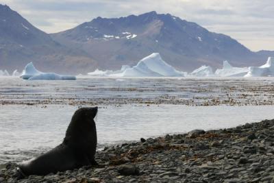 FurSeal3742.jpg