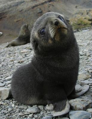 FurSealPup0727.jpg