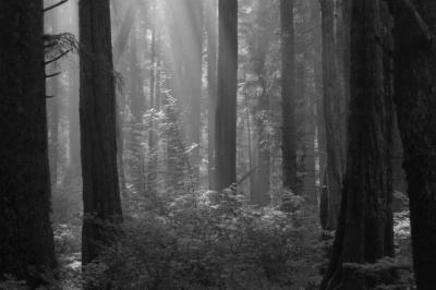 OldGrowthBW0031.jpg