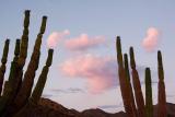 CactusTwilight2854.jpg