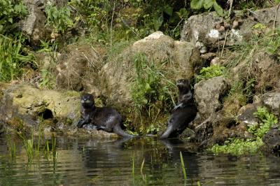 River Otters near Round Spring
