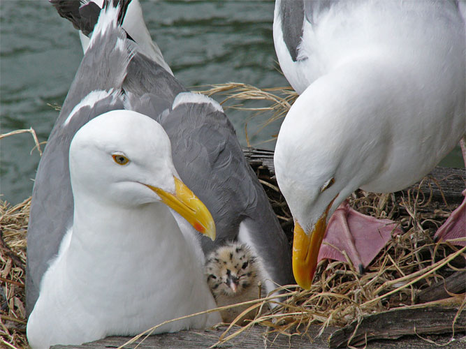 Happy Family