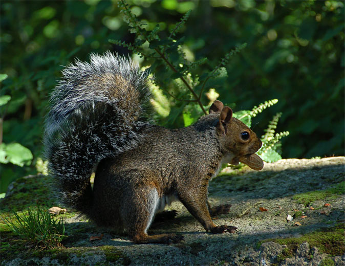 Squirrel with Nut