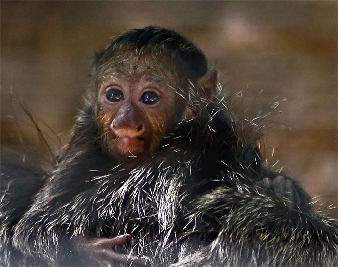 Monkey Baby