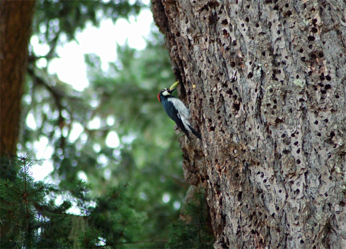 Acorn Woodpecker