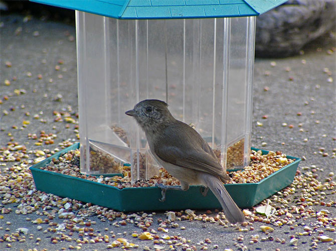 Titmouse at Dinner