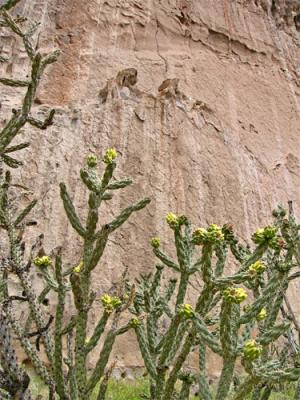 Cactus Wall