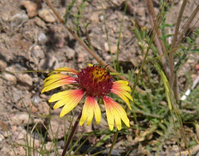 v3/34/494634/3/44422613.BndlWildflower.jpg