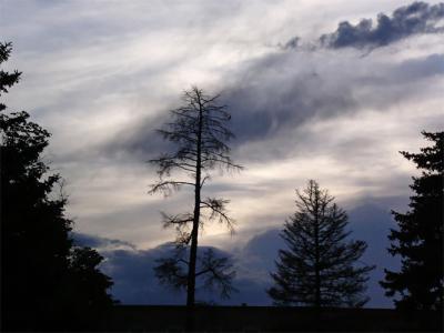 Trees at Dusk
