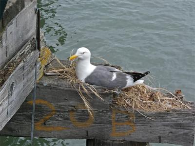 Found a Nest