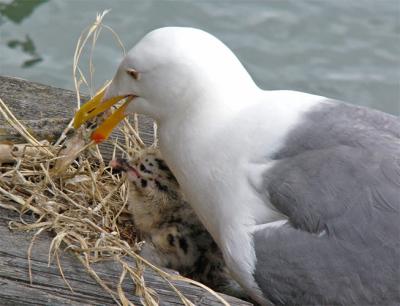 Mom Feeding Baby
