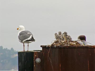 On the Lookout