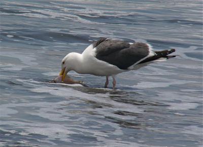Gull With Fish