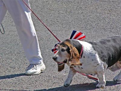 Bassett Beauty