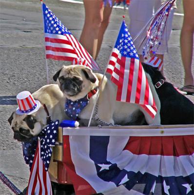 Pugs and Flags