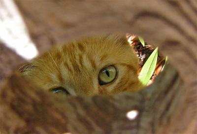 v3/34/494634/3/46543320.SpyCat.jpg