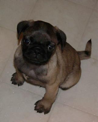 Baby Pug Westen