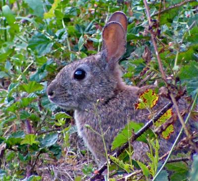 Bunny in the Brush