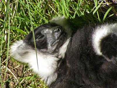 A Nap in the Grass. . .