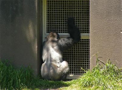 v3/34/494634/3/46650054.09SilverbackGate.jpg