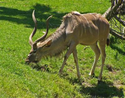 Greater Kudu Antelope