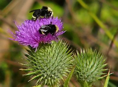 Bees On Spear Thistle